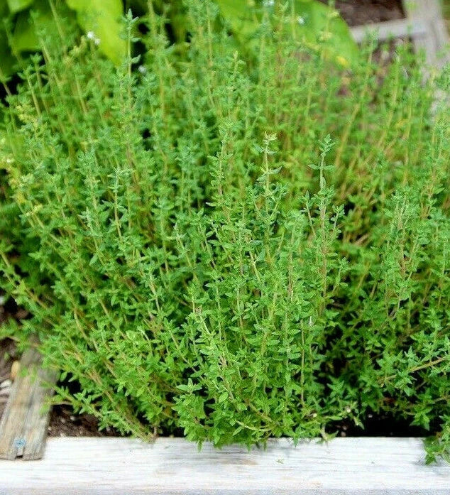 Thyme Seeds | Perennial Thymus vulgaris | Aromatic Herb for Cooking & Garden | Non-GMO, Easy to Grow