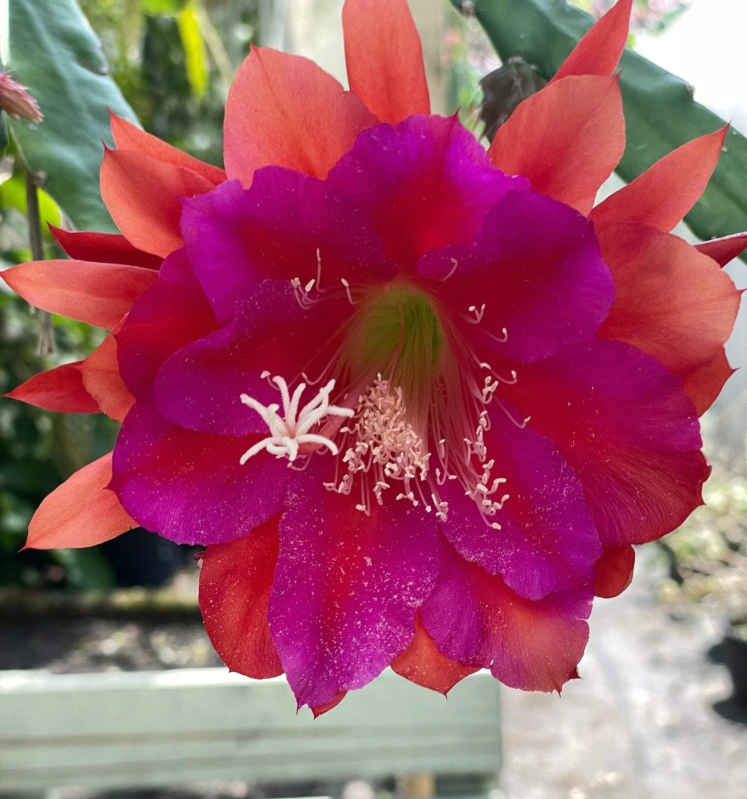 Epiphyllum Hybrid 'Appeal' Fully-Rooted Starter Pot - Orchid Cactus Houseplant