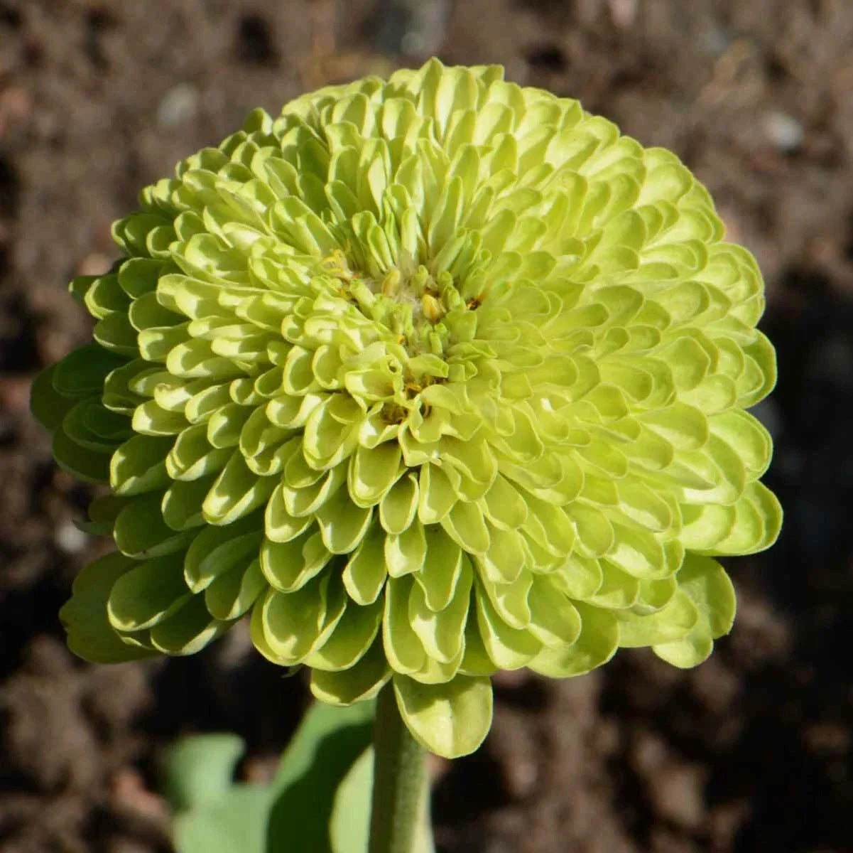 Zinnia Seeds Pack of 200 | Envy Lime Green Flowers | Non-GMO Zinnia elegans for Butterfly Attraction