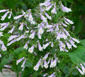 Hairy Beardtongue Seeds - Penstemon hirsutus - Native Wildflower Seeds for Pollinator Gardens - 200 Seeds