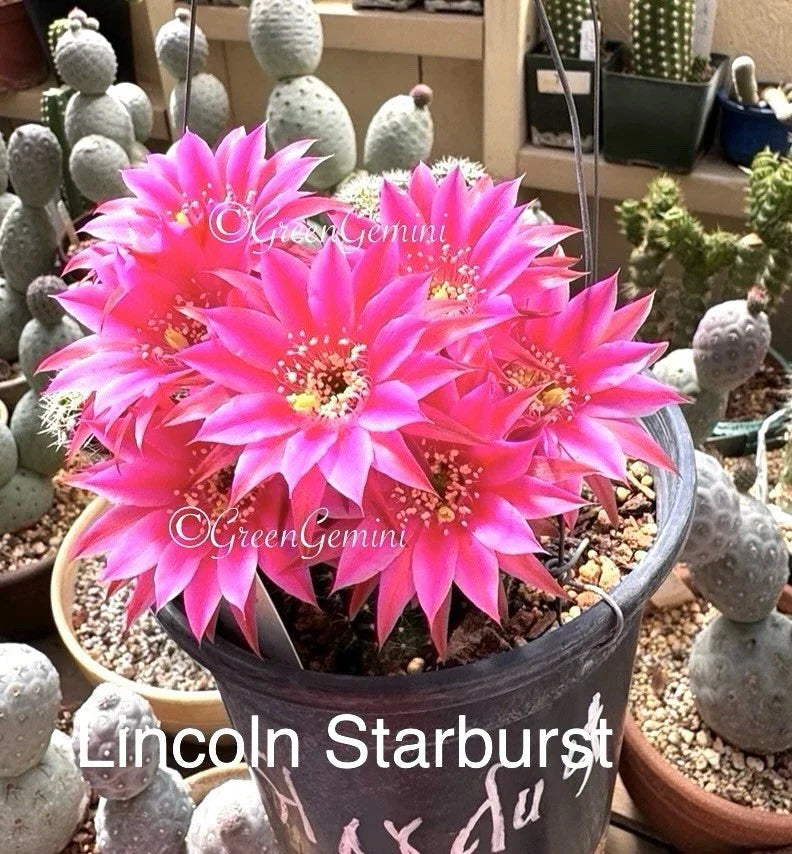 Peanut Cactus Lincoln Stardust - Rare Rooted Chamaecereus Hybrid Succulent
