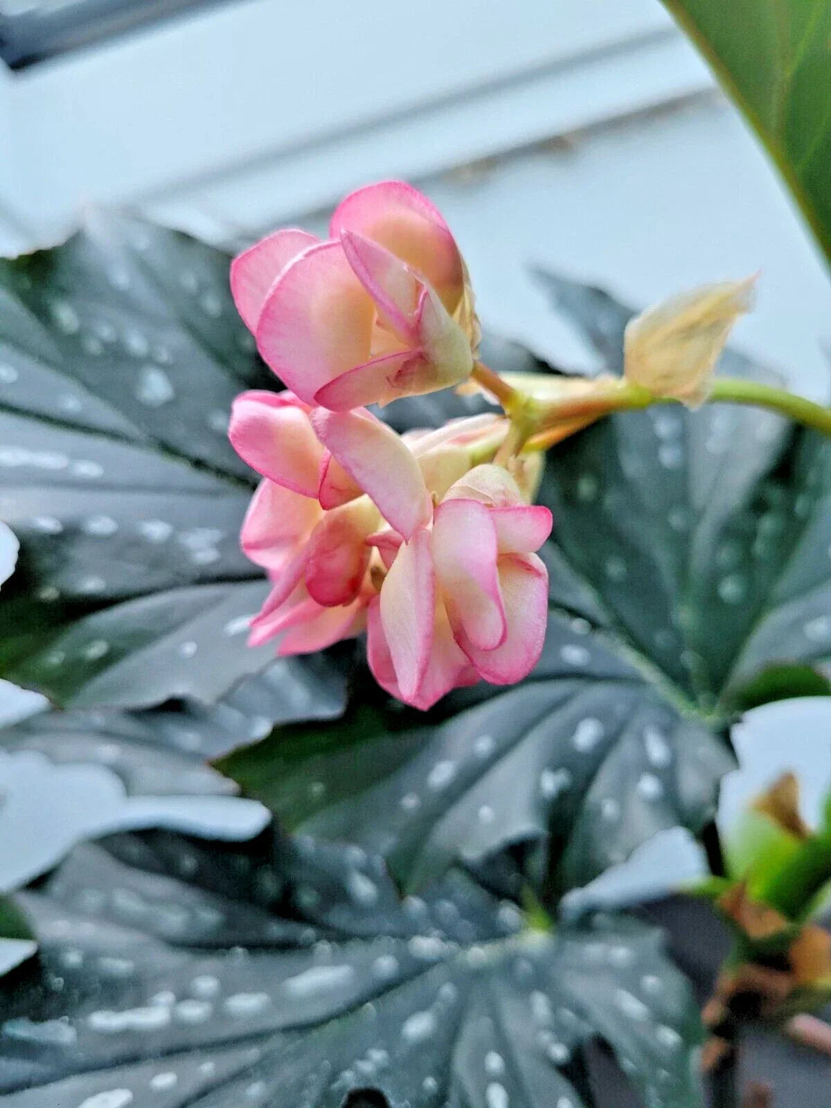 Angelwing Begonia Starter Plant 2.5" Pot, Polka Dot Begonia, Indoor Houseplant, Begonia corymbosa, Partial Shade