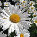 Alaska Shasta Daisy Seeds - Organic Perennial Seeds for Borders & Cut Flowers - Leucanthemum × superbum - 200 Packets