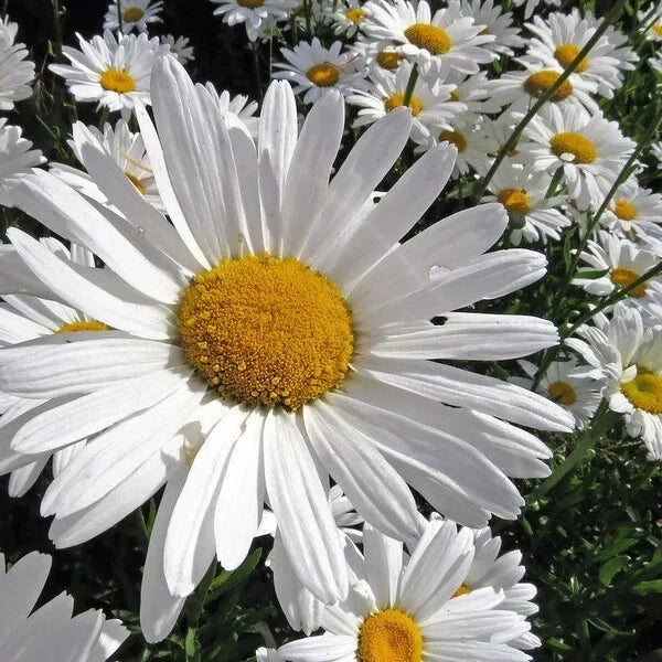 Alaska Shasta Daisy Seeds - Organic Perennial Seeds for Borders & Cut Flowers - Leucanthemum × superbum - 200 Packets