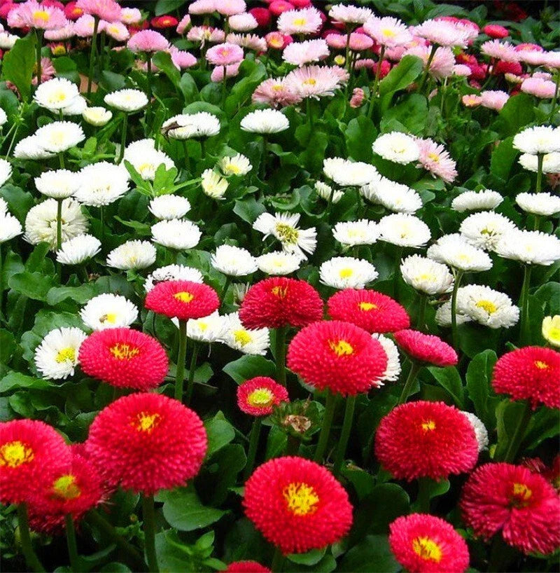 English Daisy Seeds - 2000+ Mixed Wildflower Seeds Bellis perennis for Borders & Pollinator Gardens