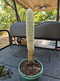 XXL Espostoa Melanostele Cactus - Peruvian Old Man Cotton, Columnar, 15" Indoor/Outdoor Plant