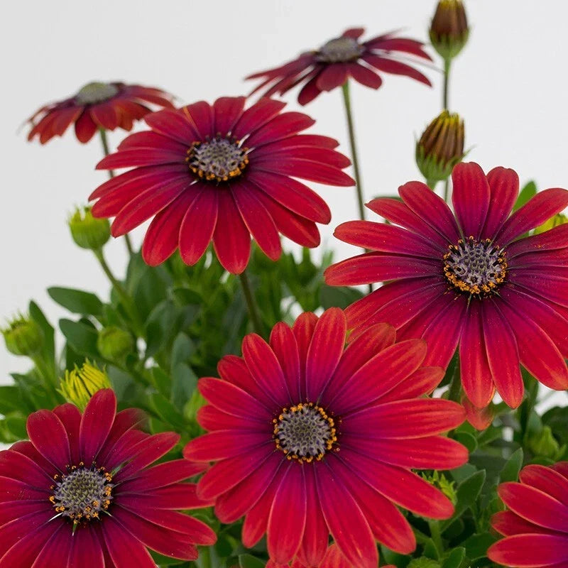 Red Cape Daisy Seeds - Vibrant Red Flowers - Osteospermum ecklonis - Garden, Border, Container Planting
