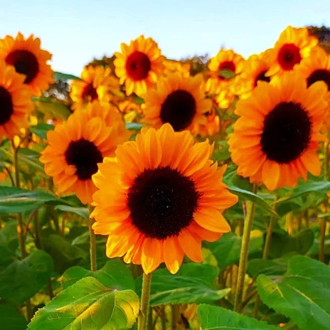 Sunflower Seeds - Spendor F1 Orange Hybrid - Helianthus annuus - Vibrant, Resilient, Attracts Pollinators, 2025 Planting