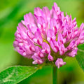 Medium Red Clover Cover Crop Seeds - Non-GMO, Heirloom, Inoculated, Trifolium pratense, Soil Fertility, Erosion Control