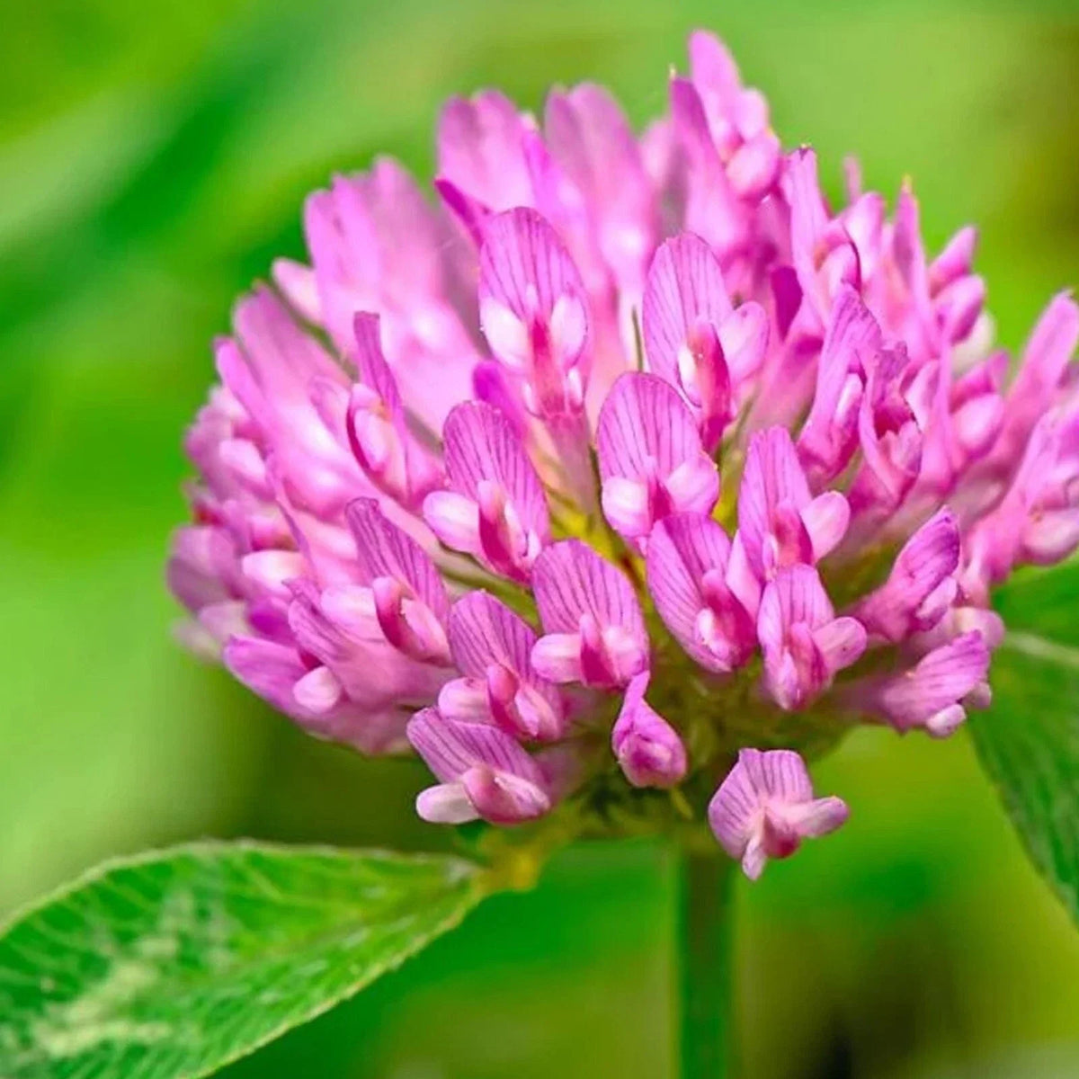 Medium Red Clover Cover Crop Seeds - Non-GMO, Heirloom, Inoculated, Trifolium pratense, Soil Fertility, Erosion Control