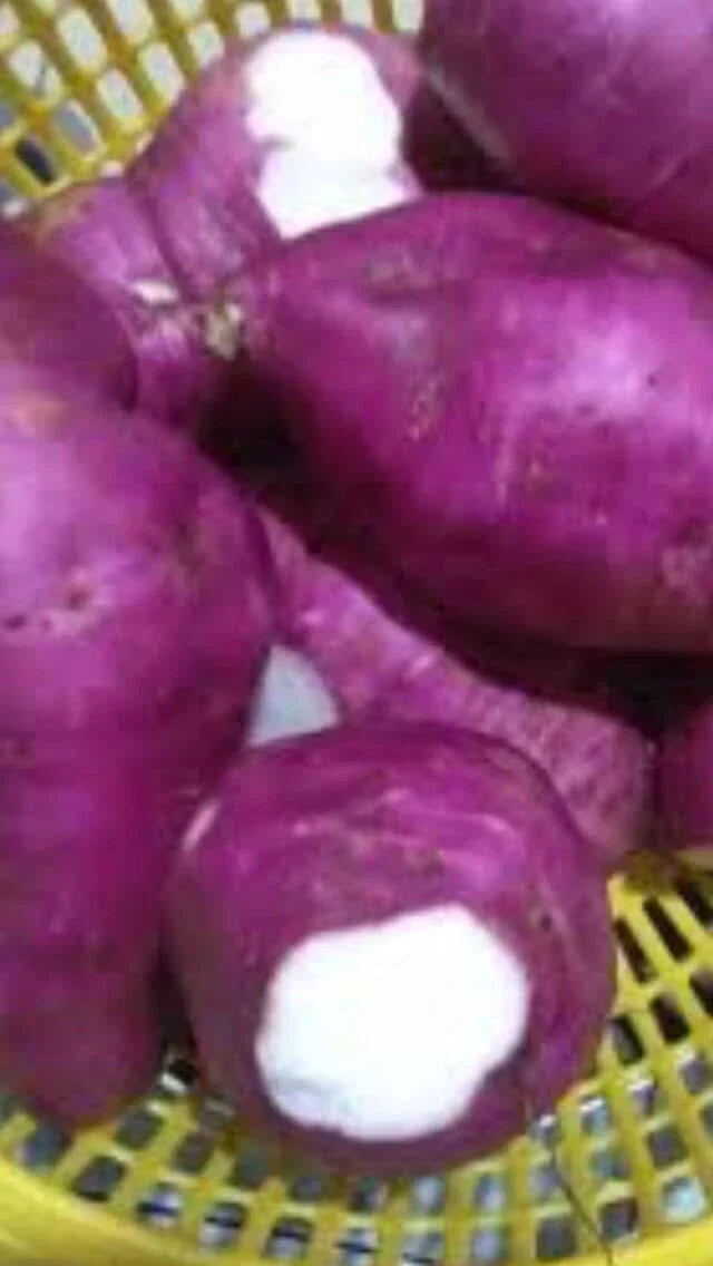 Purple Skin White Sweet Potato Slips - 10 Organic Ipomoea batatas Cuttings for Home Garden & Container Planting