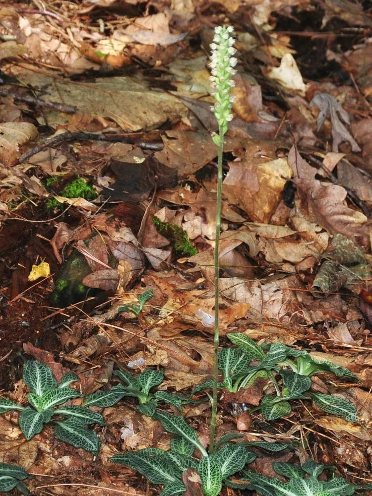 10 Rattlesnake Orchid Seeds, Goodyera oblongifolia, Rare Indoor & Outdoor Plant for Garden or Home Decor