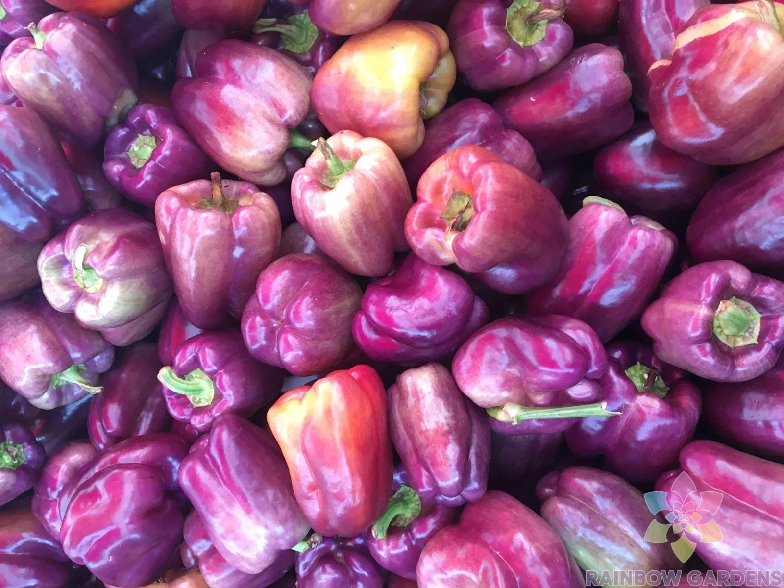 Pink Bell Sweet Pepper Seeds – Heirloom Capsicum annuum for Garden Planting, 25+ Non-GMO Seeds
