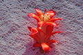 Christmas Cactus Starter Plant - Sparkler Variety - Schlumbergera Truncata - Well-Rooted Indoor Plant for Holiday Blooms