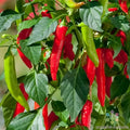 Hot Fajita Pepper Seeds - 25+ Capsicum annuum Miniature Plants for Salsas & Cooking, Compact, Heirloom, Non-GMO, USA Free Shipping