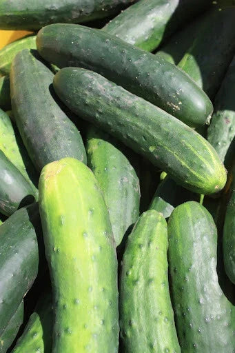 Cucumber Seeds 25+ Count Marketmore Variety Non-GMO Cucumis sativus for Home Garden, Salad, Pickling