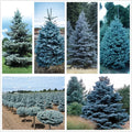 Blue Spruce Seeds 50 Pack Colorado Blue Spruce Picea pungens Evergreen Conical Shape Landscaping Seeds