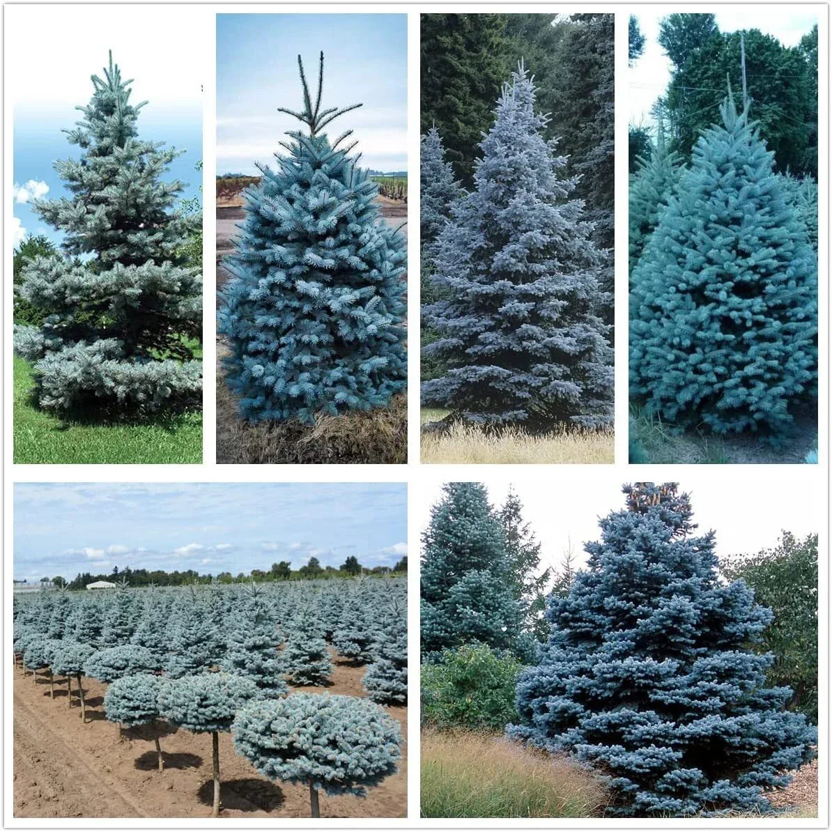 Blue Spruce Seeds 50 Pack Colorado Blue Spruce Picea pungens Evergreen Conical Shape Landscaping Seeds