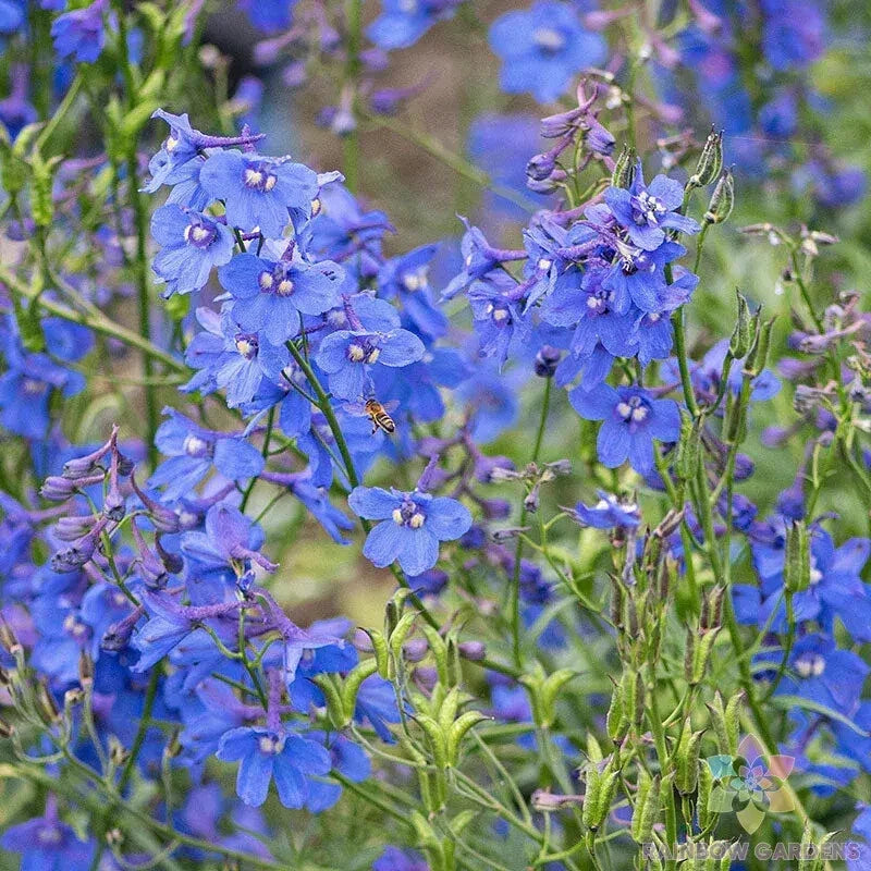 Bellamosa Delphinium Seeds - 200+ Pack for Garden Planting, Delphinium elatum, Perennial, Tall Flowering Plant