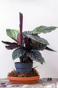Pin-Stripe Calathea Seeds – 25+ Calathea ornata Foliage Seeds for Indoor & Outdoor Garden Planting