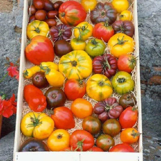 Heirloom Tomato Seed Mix - 100 Non-GMO Open Pollinated Seeds - Colorful Varieties - Solanum lycopersicum