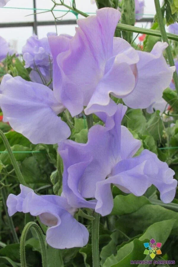Charlie's Angel Sweet Pea Seeds – 50 Pack, Fragrant Climbing Flower, Lathyrus odoratus, Garden Planting Seeds