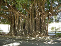 Ficus Benghalensis Banyan Tree Seeds - Exotic Tropical Indoor Plant Pack of 5 Seeds
