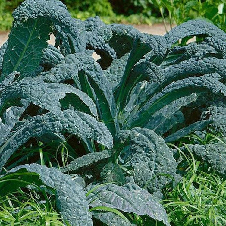 Lacinato Kale Seeds Non-GMO Heirloom Dinosaur Kale Tuscan Brassica oleracea Seed Packet