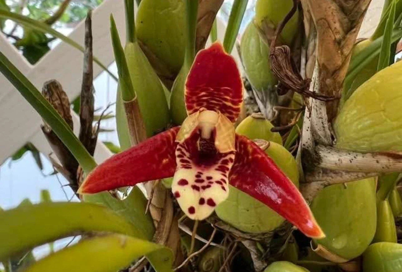 Maxillaria tenuifolia Fragrant Orchid Blooming Size Cutting – Coconut Orchid with Tropical Scent