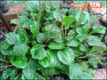 Plantago Major Live Plant Set of 3 – Edible Herbal Perennial with Root System for Gardening and Culinary Use