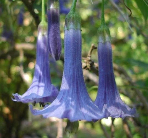 Blue Angel Trumpet Seeds - 10 Pack - Fragrant Tropical Flower - Brugmansia suaveolens - Blue Bloom, Small Shrub, Ornamental Plant