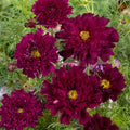 Double Click Cranberries Cosmos Seeds – 200+ Crimson Flower Seeds for Garden, Cosmos bipinnatus, Annual, Bright Colorful Blooms