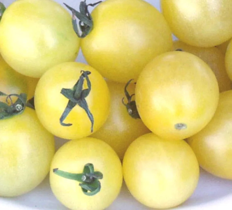 Snow White Cherry Tomato Seeds, Solanum lycopersicum, 40 Pack, Sweet White Tomatoes for Salad & Snacking, Non-GMO, GroCo USA