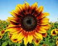 Firecracker Sunflower Seeds - 25 Pack, Vibrant Helianthus annuus for Gardens & Landscapes, Attracts Pollinators
