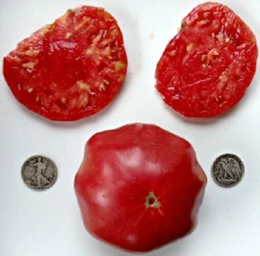 Brandywine Pink Sudduth Tomato Seeds - Heirloom, Pink Beefsteak, Solanum lycopersicum, 25 Seeds