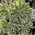 Aeonium Sunburst Succulent Cuttings Lot of 2 - Variegated Green and Yellow Rosette Succulents