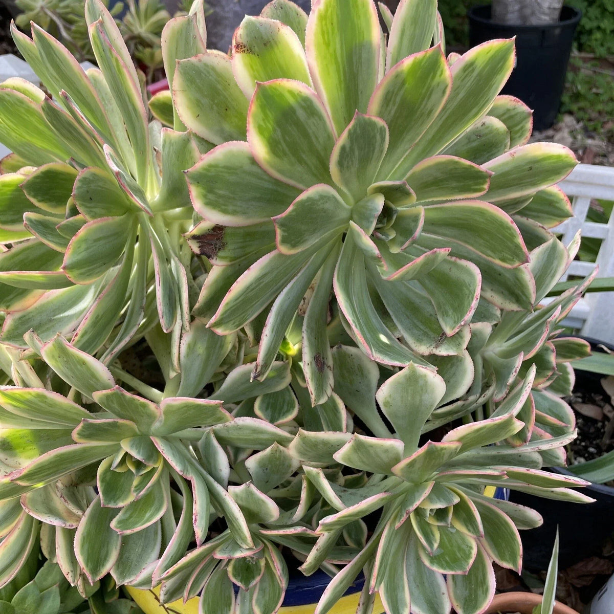 Aeonium Sunburst Succulent Cuttings Lot of 2 - Variegated Green and Yellow Rosette Succulents