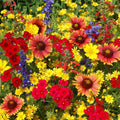 Wildflower Seed Mix 14 Native Species Texas Oklahoma Pollinator Friendly Non-GMO Easy Grow