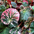 Midnight Sun Begonia Seeds – 25 Pack, Tuberhybrida, Vibrant Foliage & Blooms, Indoor & Outdoor Garden Planting, USA Free Shipping