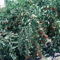 Goji Berry Cuttings - 10 Fresh Non-Rooted Lycium barbarum Shrubs for Garden Propagation