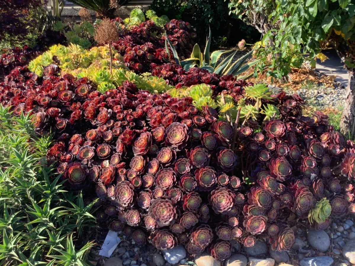Large Aeonium Succulent Cuttings - Unrooted 6” Wide Propagation Plants for Gardening & Indoor Decor