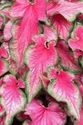 Lava Glow Caladium Bulbs - Perennial Tropical Foliage, Variegated Leaves, Caladium bicolor for Garden & Container Planting