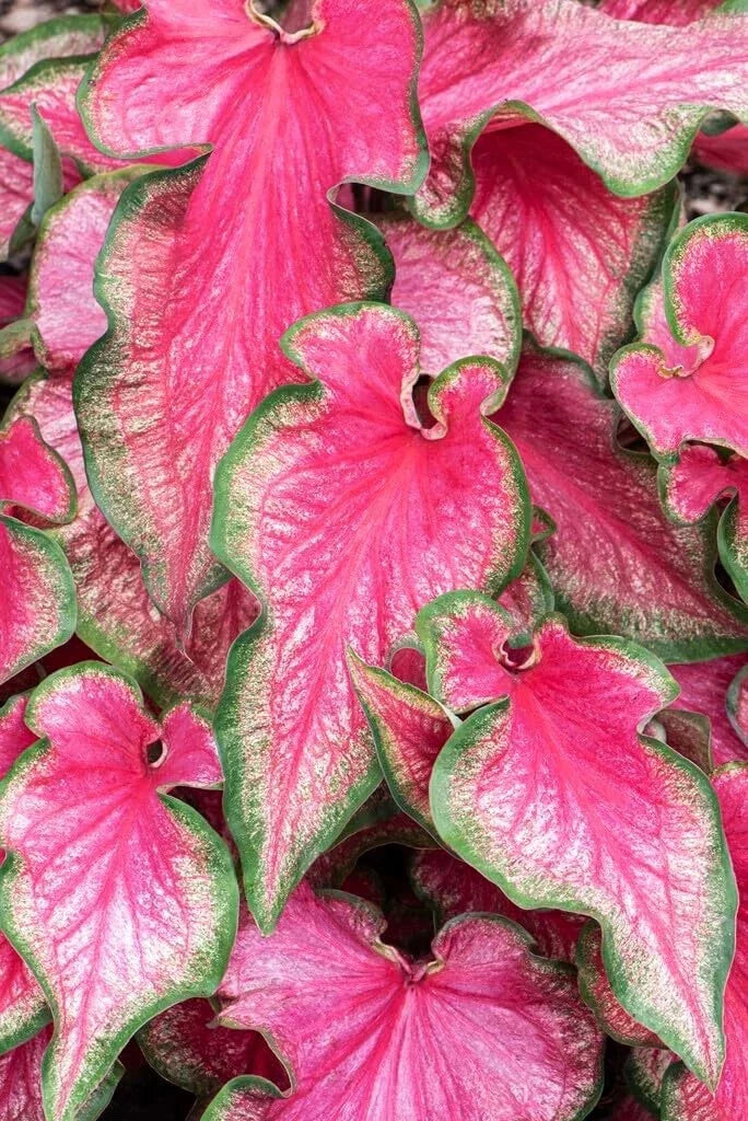 Lava Glow Caladium Bulbs - Perennial Tropical Foliage, Variegated Leaves, Caladium bicolor for Garden & Container Planting