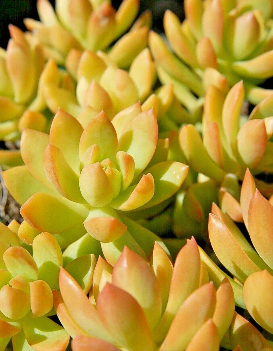 Sedum Adolphii Golden Glow Succulent Plants - 4" Potted Golden Sedum - Low Maintenance Indoor & Outdoor Houseplants (2 Pack)