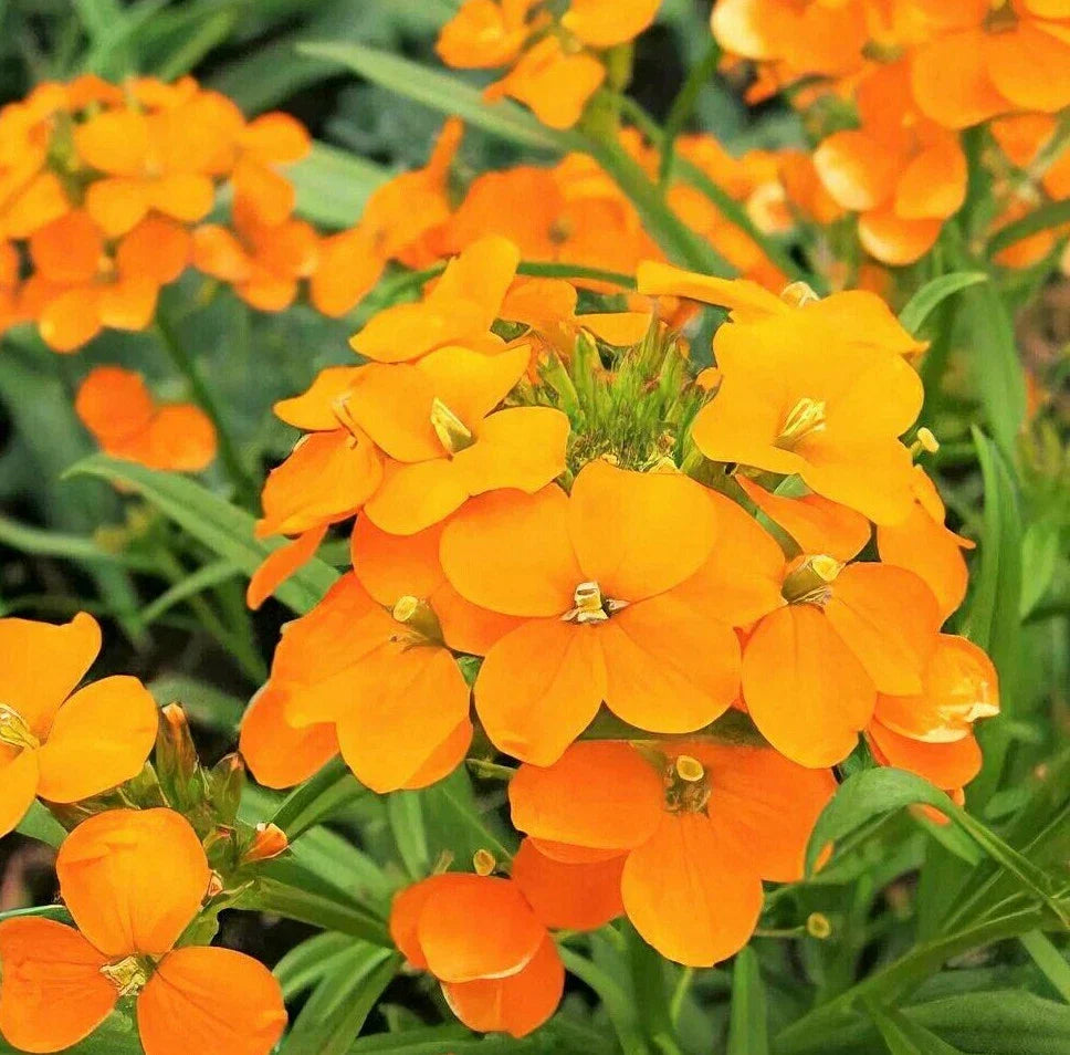 Siberian Wallflower Seeds | Erysimum Cheiri | Orange Flowers | Perennial, Drought Tolerant, Spring Bloom