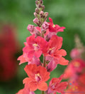 Chantilly Deep Orange Snapdragon Seeds - 1000+ Pack, Antirrhinum majus, Vibrant Flower Seeds for Gardens, Borders & Containers