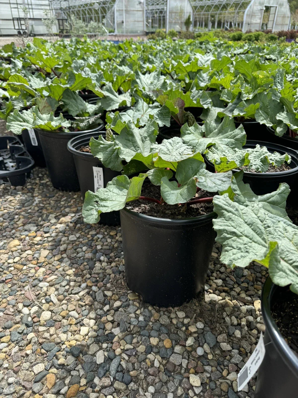 Potted Rhubarb Plant 2 Gal. Chipman’s Red Rheum rhabarbarum Perennial Garden or Container Cultivar