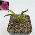 Butterwort Plant - Pinguicula calderoniae Llano del Conejo Carnivorous Plant for Indoor Gardening, Potted Green Foliage