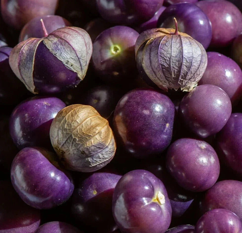 Purple Tomatillo Seeds - 100+ Count, Vegetable Garden, Physalis Ixocarpa, Non-GMO, Open-Pollinated, Container Gardening