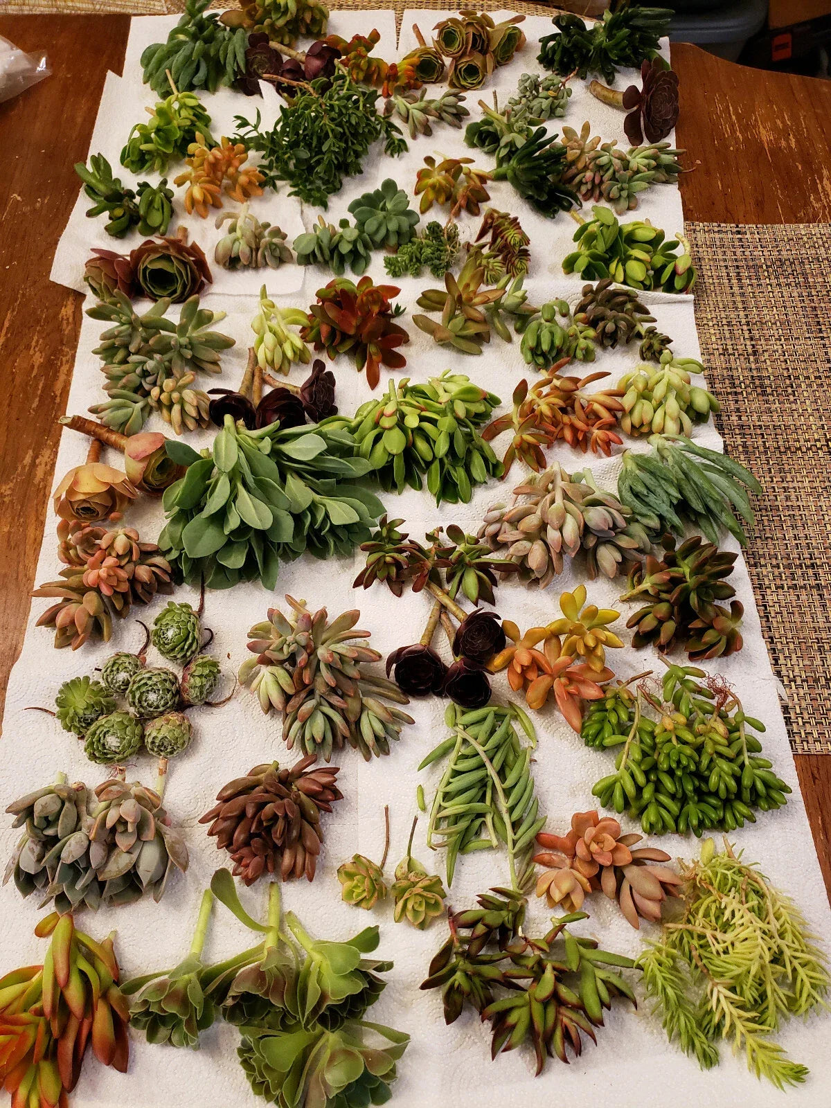 Premium Succulent Cuttings Set - 20 Varieties, X-Large Collection for Indoor & Outdoor Decor, Propagation, Drought Tolerant